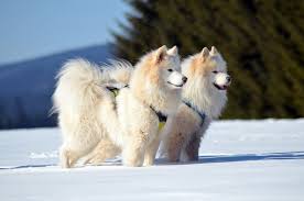 In 1906, the first samoyed came to the united states, but it wasn't until after world war ii that the breed's popularity really took off. Samoyed Puppies Everything You Need To Know About The Ultimate Snow Dog The Dog People By Rover Com