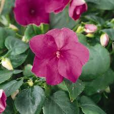Image result for Impatiens wallerana