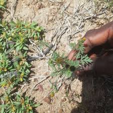 Image result for Chrysanthellum indicum