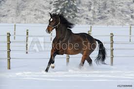 Schwarzes pferd stomping, andalusisches pferd american quarter horse arabischen pferd galopp hengst, schwarz galoppierende pferde, amerikanisches quarterhorse, andalusisches pferd png. Galoppierendes Pferd Foto Poster Wandbilder Bei Europosters