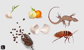 How To Get Rid Of Lizards And Cockroaches From Your House