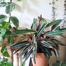 Image result for stromanthe