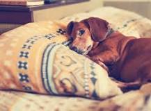 What Causes Parvovirus in Dogs and What Treatment is Available?