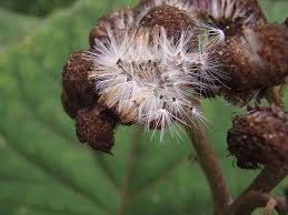 Image result for Bartlettina