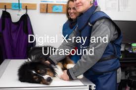 The citymd urgent care fellowship. Animal Urgent Care Arvada Co
