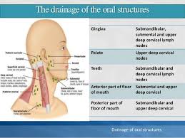 Tender posterior cervical lymph nodes. Image Result For Cervical Lymph Node Findings Lymphedema Treatment Lymph Nodes Lymphedema