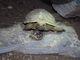 Unsere Erste Nachzucht Der Ostafrikanischen Spaltenschildkrote Mit Bildern Landschildkroten Schildkrote Schildkrotengehege