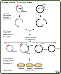(positif) sistem akan mengarahkan pengguna ke halaman baterai ketika pengguna mencoba membeli senter tanpa baterai. Browse Articles Authorea