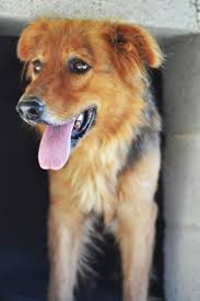Adopter Grand Chien Senior Au Bonheur Des 4 Pattes Gard Chien Croise Grande Race Secondechance Org Chien Croise Grands Chiens Chien
