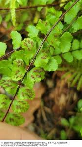 Image result for Asplenium trichomanes