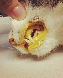 Penyakit kuning in a sentence and translation of penyakit kuning in english dictionary with audio pronunciation by dictionarist.com. Jaundice Icterus Pada Kucing Nadia Veterinary Clinic Facebook
