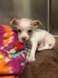 Prices as low as $85. Auggie Puppies For Sale Texas The Y Guide