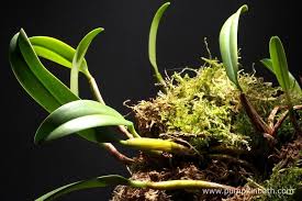 Image result for Bulbophyllum sp. nov