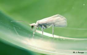 Asked march 23, 2015, 6:09 pm edt. Tiny Hibernal Hunters Dusty Wings Coniopterigidae Bug Of The Week