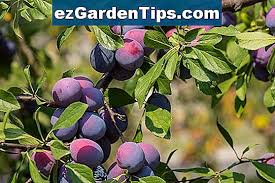 Doencas Da Arvore De Ameixa Roxa Dicas Jardineiros Pt Ezgardentips Com