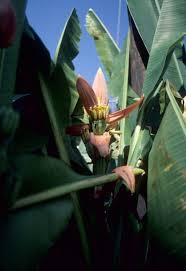 Image result for Musa ornata