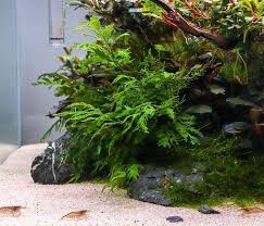 Image result for Bolbitis