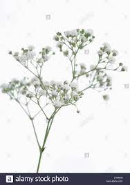 Stem Of Flowering Baby S Breath Gypsophila Paniculata Million Stock Photo Alamy