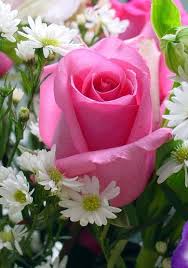 A Single Pink Rose A1 Pictures Amazing Flowers Beautiful Roses Rose Flower