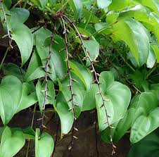 Image result for Dioscorea cochleari-apiculata
