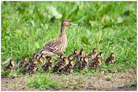 Be sure to give them new hay or straw at least once a week. Mallard Ducklings Nesting Ducks The Rspb