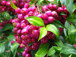 We set up a trading table at nearly every meeting where members may purchase fruit trees, rootstocks, budwood, grafting material and unusual plants, for a modest outlay. Australian Native Lilly Pilly Berries Fruit Trees Fruit Plants Fruit