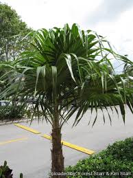 Image result for Coccothrinax