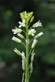 Image result for Turritis glabra