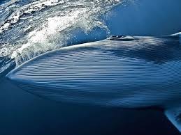 A juvenile minke whale that became stranded in the river thames has been put down. Dwarf Minke Whale Underwater 23925 990x742 Minke Whale Whale Big Whale