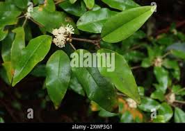 Image result for Croton pseudopulchellus