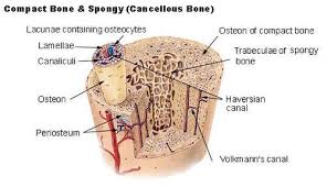 The human body is like a machine, uniquely designed and consisting of various biological systems the human body can be divided into the head, trunk, hands, and legs. Cross Section Of Bone Showing The Relationship Of The Outer Compact Layer And The Inner Trabecular Spongy Anatomy Bones Cancellous Bone Structure Of Bone