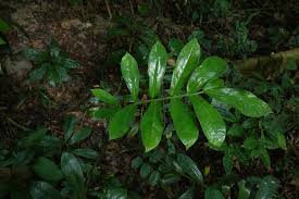 Image result for Culcasia orientalis