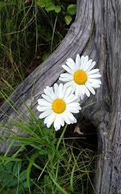 Pin By Janie Hansard On Daisies Humble And Charming White Flowers Daisy Love Planting Flowers