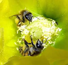 pollination ile ilgili görsel sonucu
