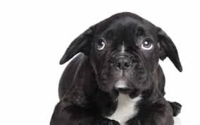 Bee Sting Allergies In Dogs - Symptoms, Causes, Diagnosis, Treatment,  Recovery, Management, Cost