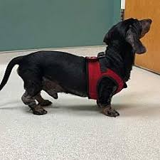 We did not find results for: Available Pets At Doxie By Proxy Rescue Inc In Greensboro North Carolina Dachshund Adoption Kitten Adoption Dachshund Rescue