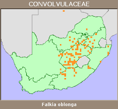 Image result for Falkia oblonga