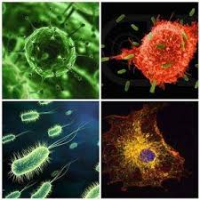 ما هو الفرق بين الجراثيم والفيروسات... - إدارة الخدمات الصحية ...