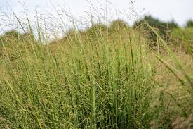 Image result for Panicum nervatum