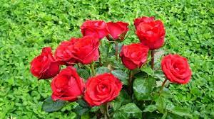 Bunga mawar biasa digunakan untuk mengungapkan suatu perasaan cinta atau sayang kepada orang lain. 10 Manfaat Bunga Mawar Untuk Kesehatan Anda