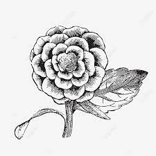 Deje que el niño coloree su unicornio personal y emprenda un viaje mágico hemos recopilado una gran colección de dibujos para colorear de alta calidad de unicornios. Blanco Y Negro Dibujo Lineal Plantas Flores Hojas Dibujo En Blanco Y Negro Planta Blanco Y Negro Png Y Psd Para Descargar Gratis Pngtree
