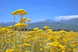 Image result for Helichrysum helvolum