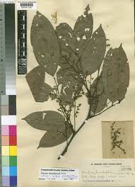 Image result for Dialium angolense