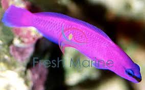 Freshmarine Com Fridmani Pseudochromis Pseudochromis