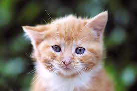 It doesn't take much of this. Kidney Failure In Cats Symptoms Causes Diagnosis Treatment Recovery Management Cost