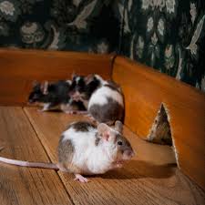 Rodents are attracted to crawl spaces because they are warm, damp, and protected from the elements. When Mice And Rats Come Knocking The Bug Man