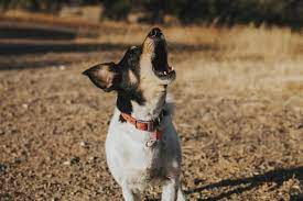 Why Do Dogs Howl Understand Dog Howling Cesar S Way