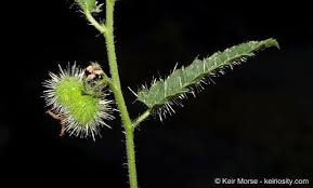 Image result for Tragia hildebrandtii