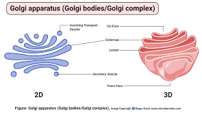 The golgi apparatus, sometimes called the golgi complex or golgi body, is responsible for manufacturing, warehousing, and shipping certain cellular. Animal Cell Definition Structure Parts Functions And Diagram