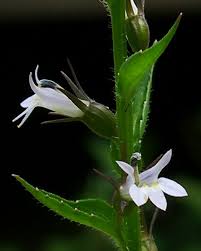 Image result for Lobelia petiolata
